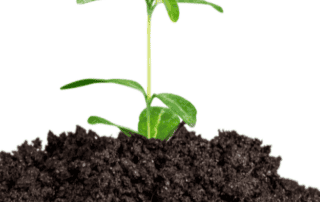 Birla Carbon Hungary promotes green initiative